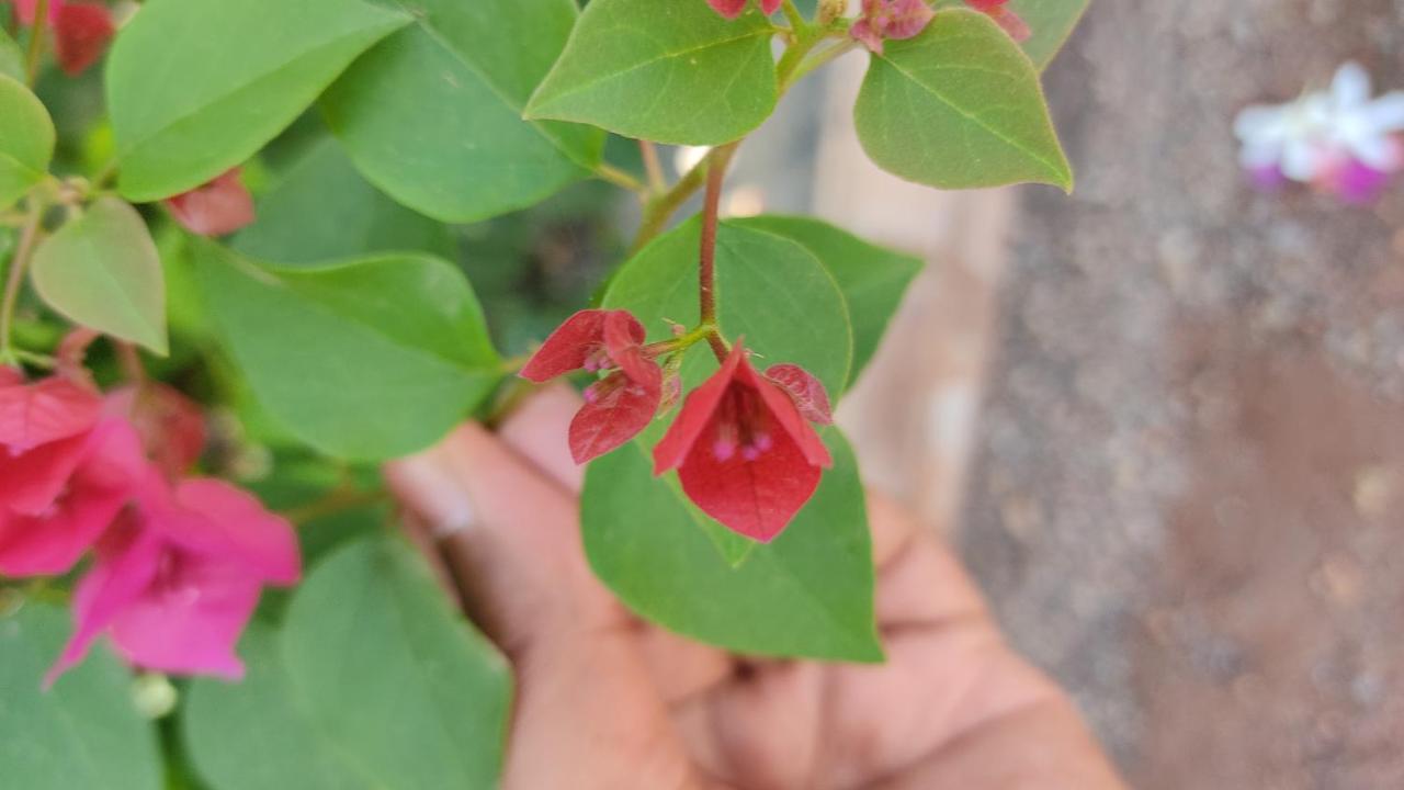 Bāgalkot Kanthi Resorts Badami מראה חיצוני תמונה